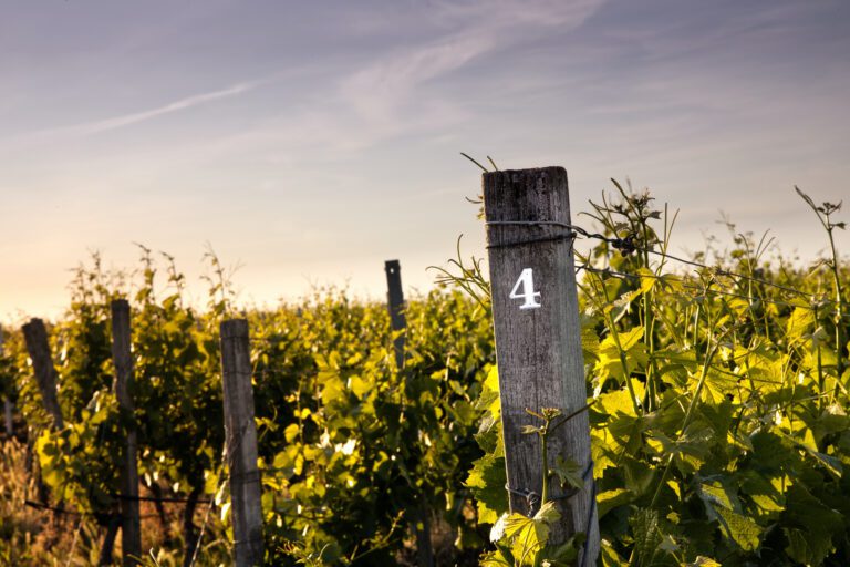 Vineyard Marking